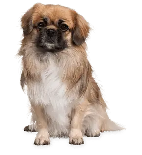 pet-sitting-cute-dog