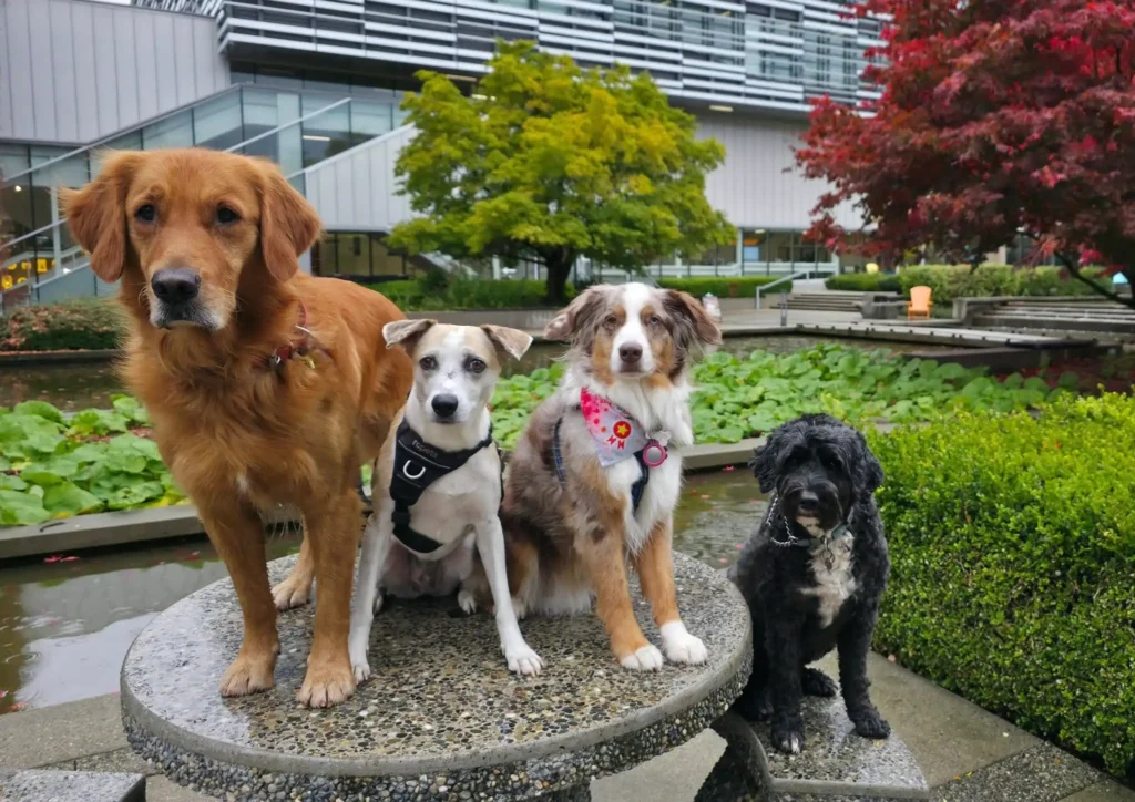 Three dogs sitting outdoors near a pond, representing Marpole Dog Walking