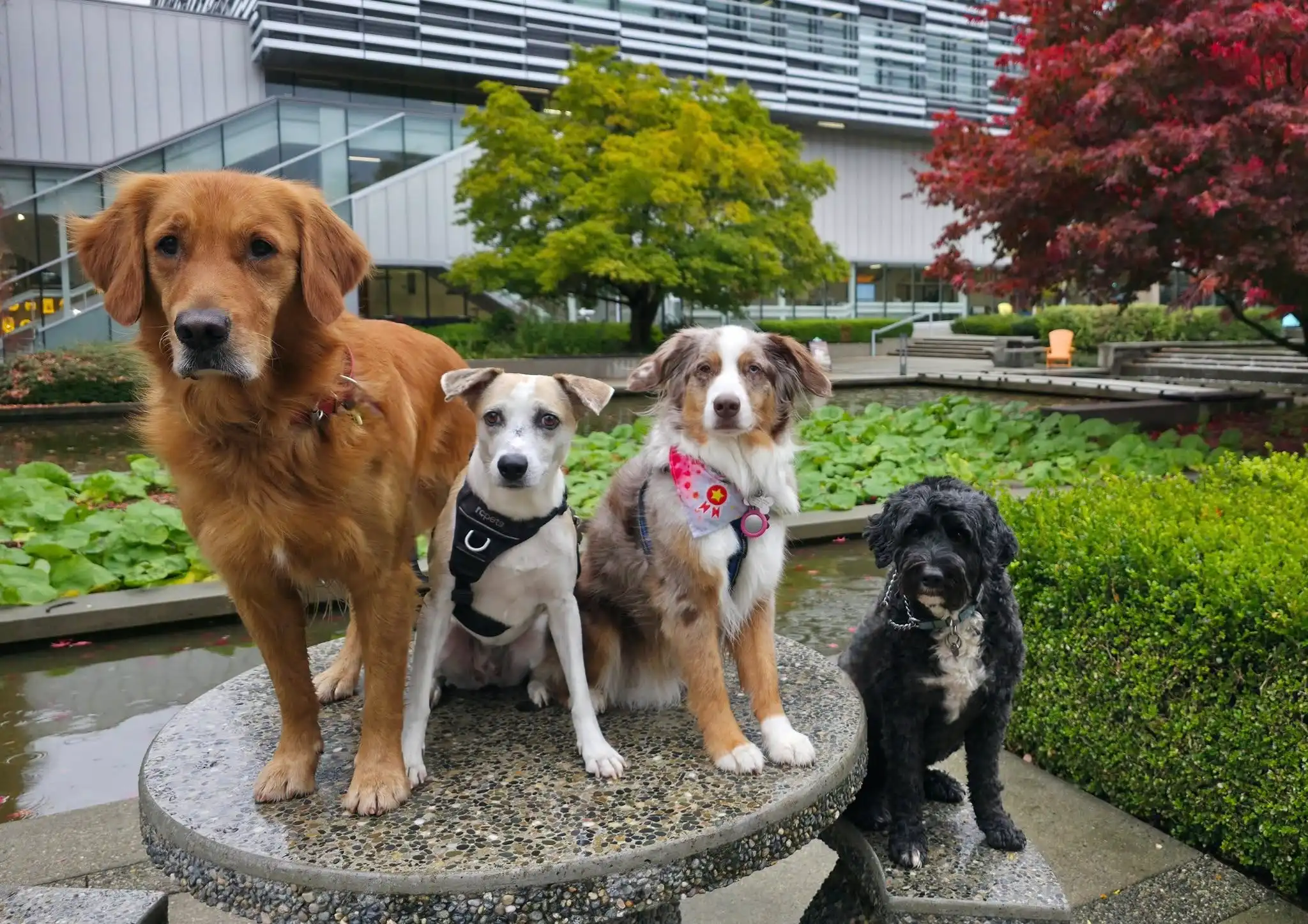 Three dogs sitting outdoors near a pond, representing Marpole Dog Walking