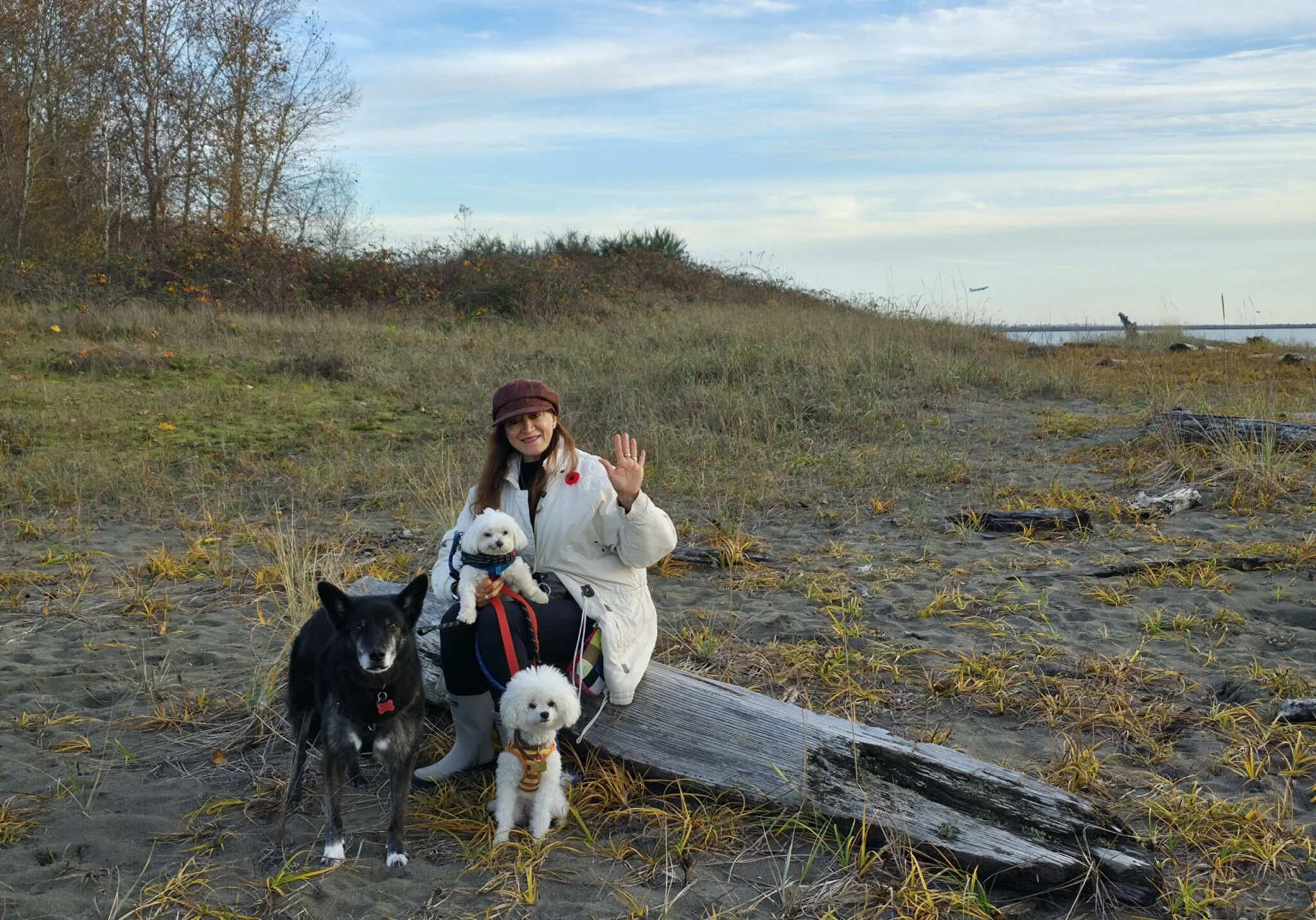 Dog walker leading a group of dogs on a beach walk in Vancouver