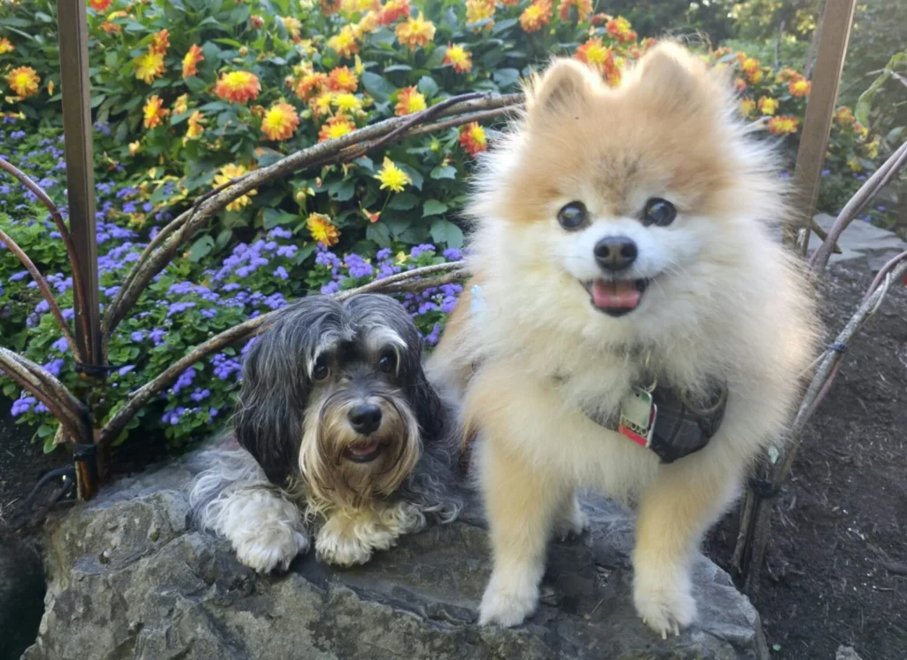 Two small dogs sitting together on a stone ledge surrounded by colorful flowers during a garden walk
