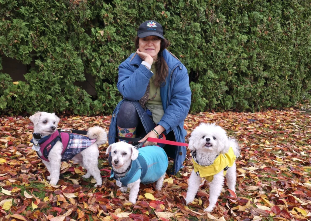 Dog walker with three dogs on leashes in an autumn park in Vancouver