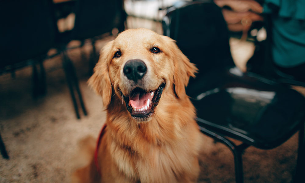 Choosing the Right Dog for Your Vancouver Lifestyle