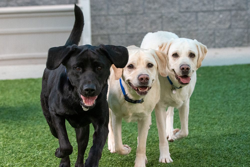 Adopting a Rescue Dog in Vancouver: Everything You Need to Know