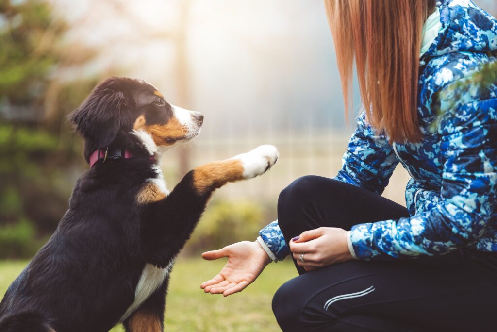 House Training Your Puppy : A Step-by-step Guide