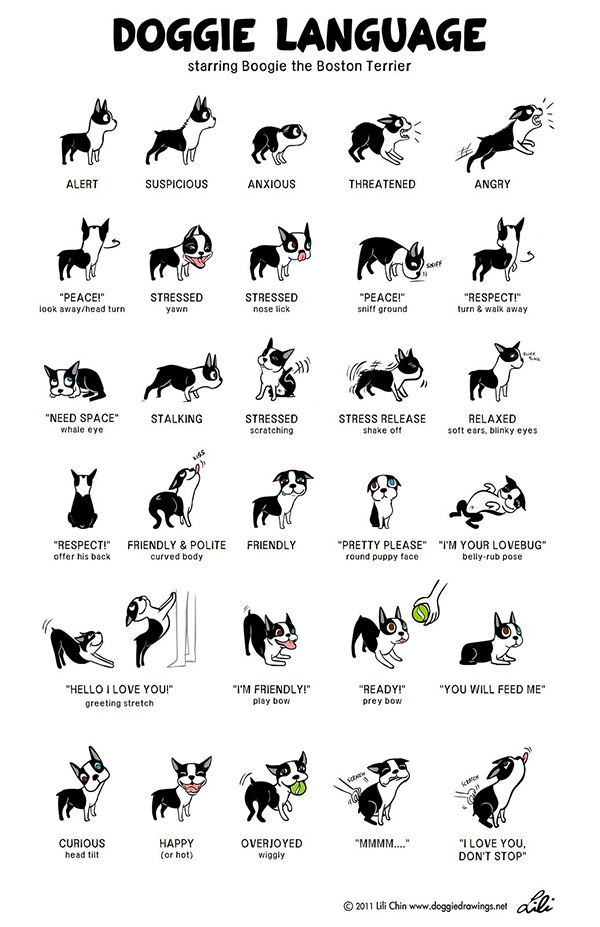 Dog Body Language: A Complete Guide for Vancouver Dog Owners