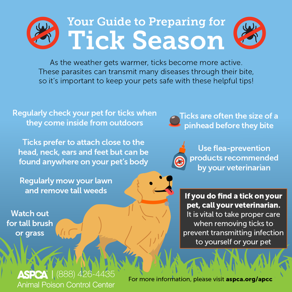 Parasite Prevention in Vancouver: Protecting Your Dog Year-Round