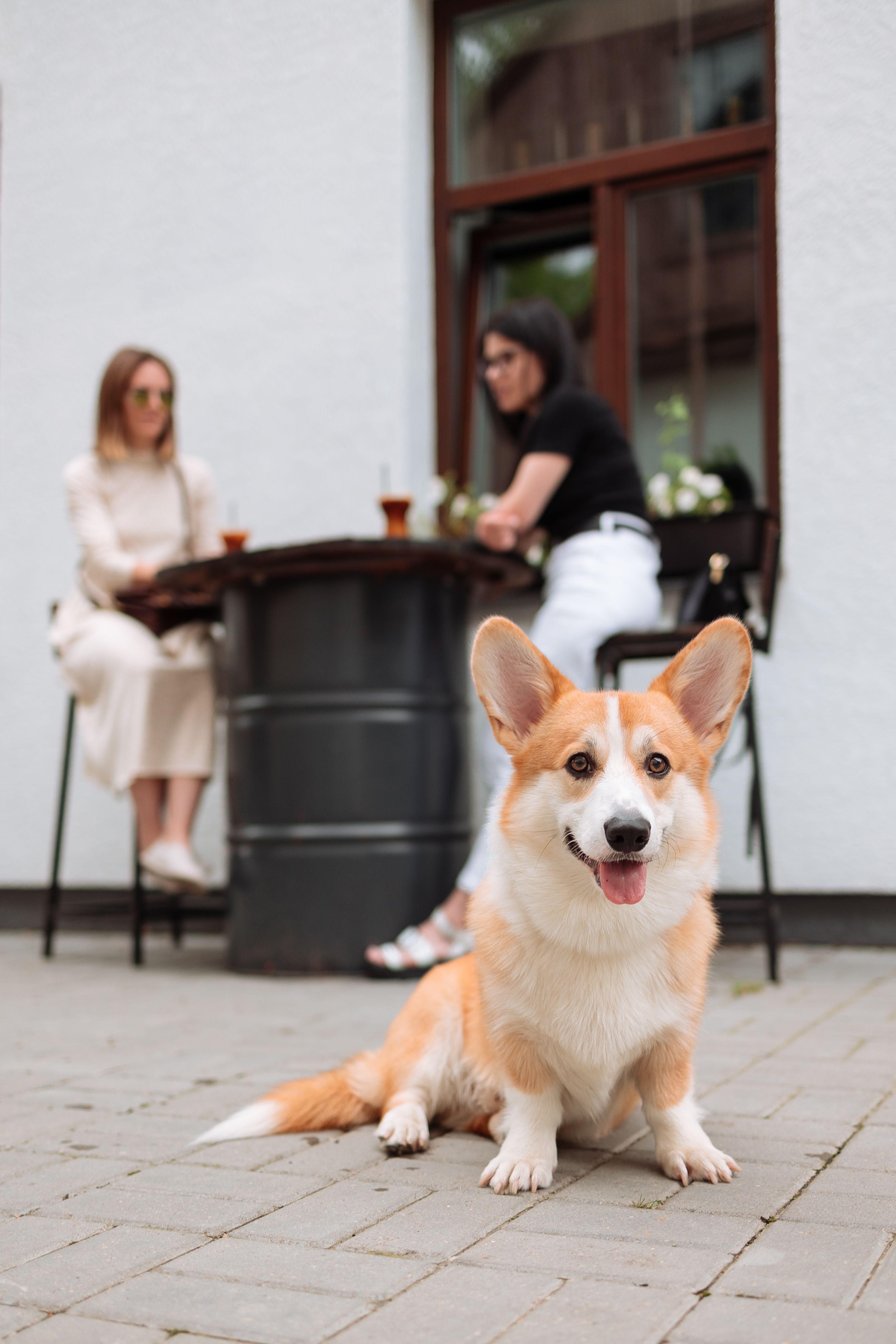 A dog sitting calmly under an outdoor patio table next to an owner's legs, featuring a modern cafe or brewery backdrop.
