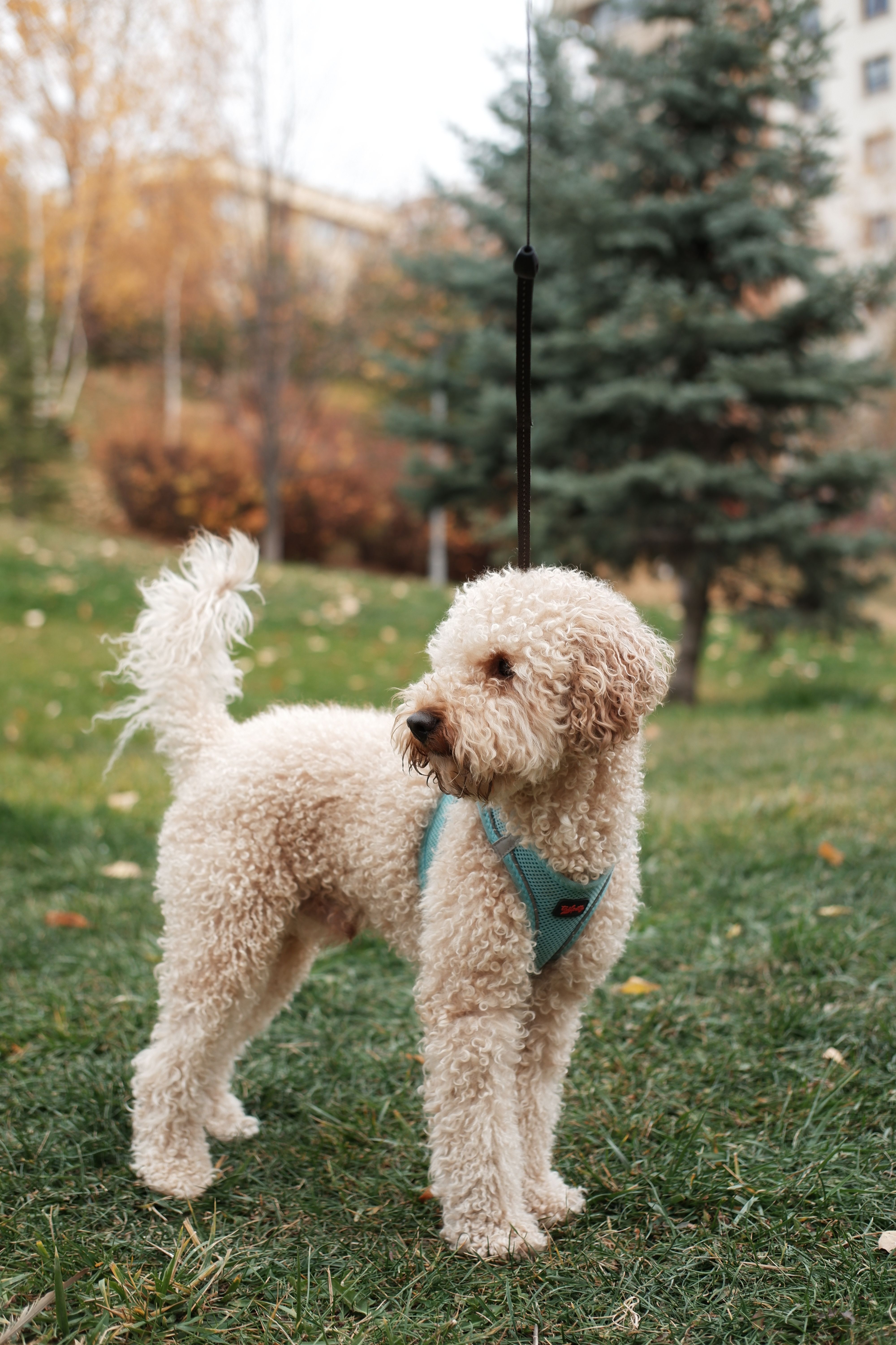 A popular Canadian breed like a golden retriever or doodle mix playing on a scenic park trail in Canada.
