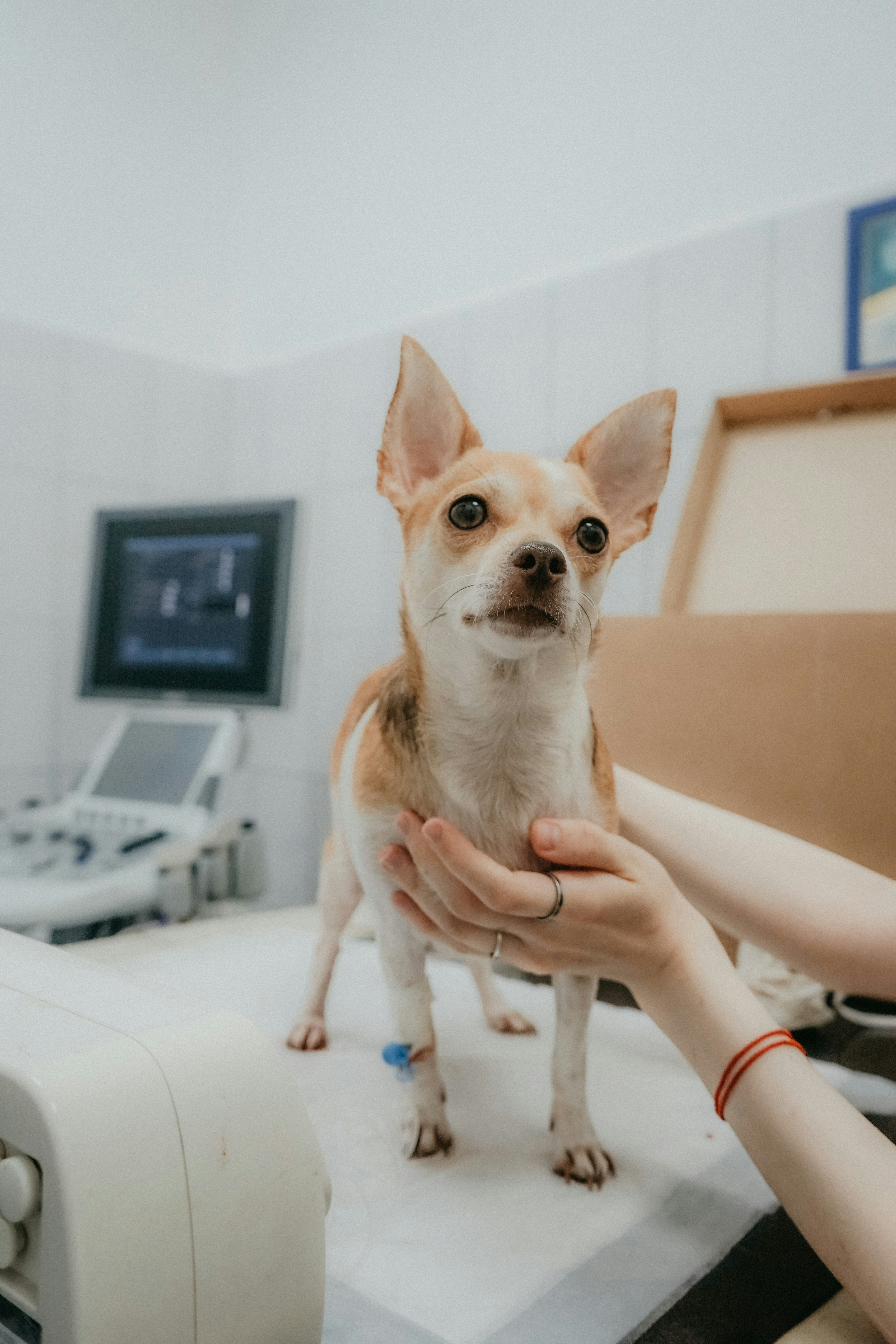 A close-up shot of a happy dog receiving a check-up from a veterinary professional in a bright Vancouver pet clinic environment.
