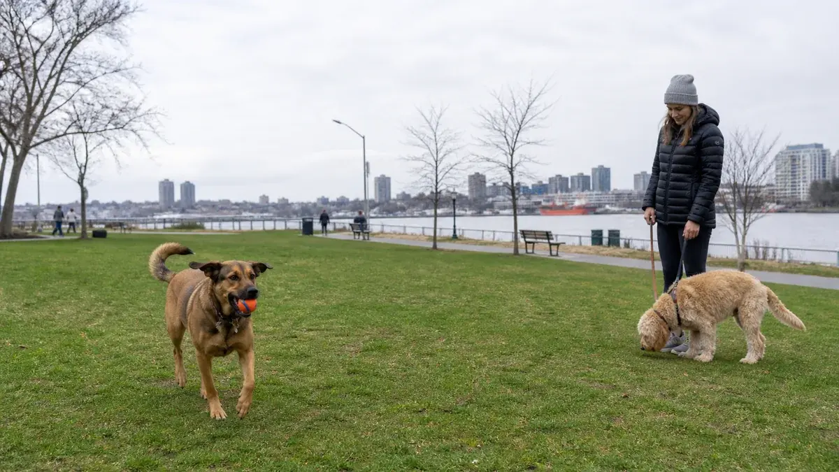 Dogs explore a grassy waterfront park while an owner watches nearby.