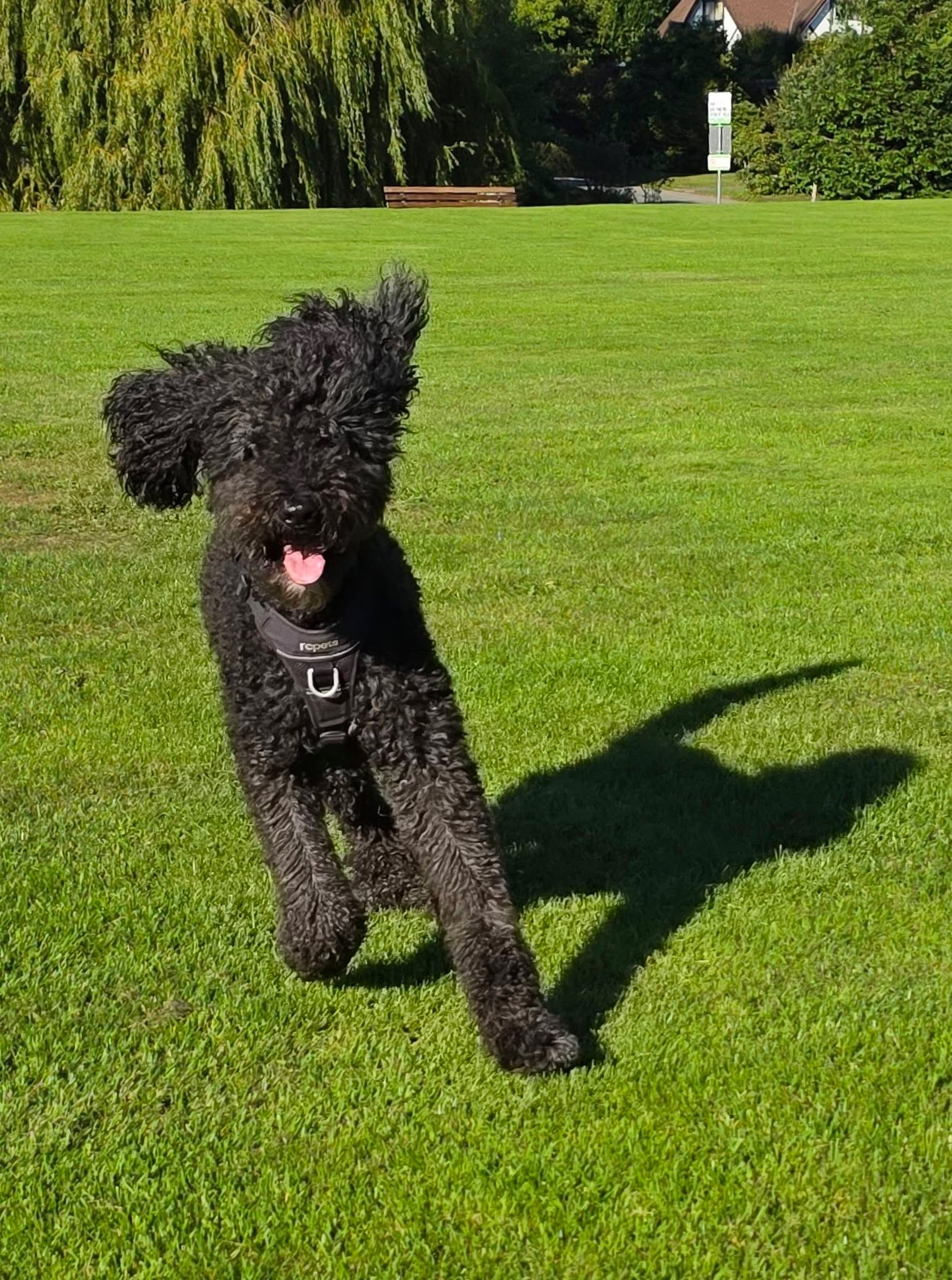 Fred with Marpole Dog Walking