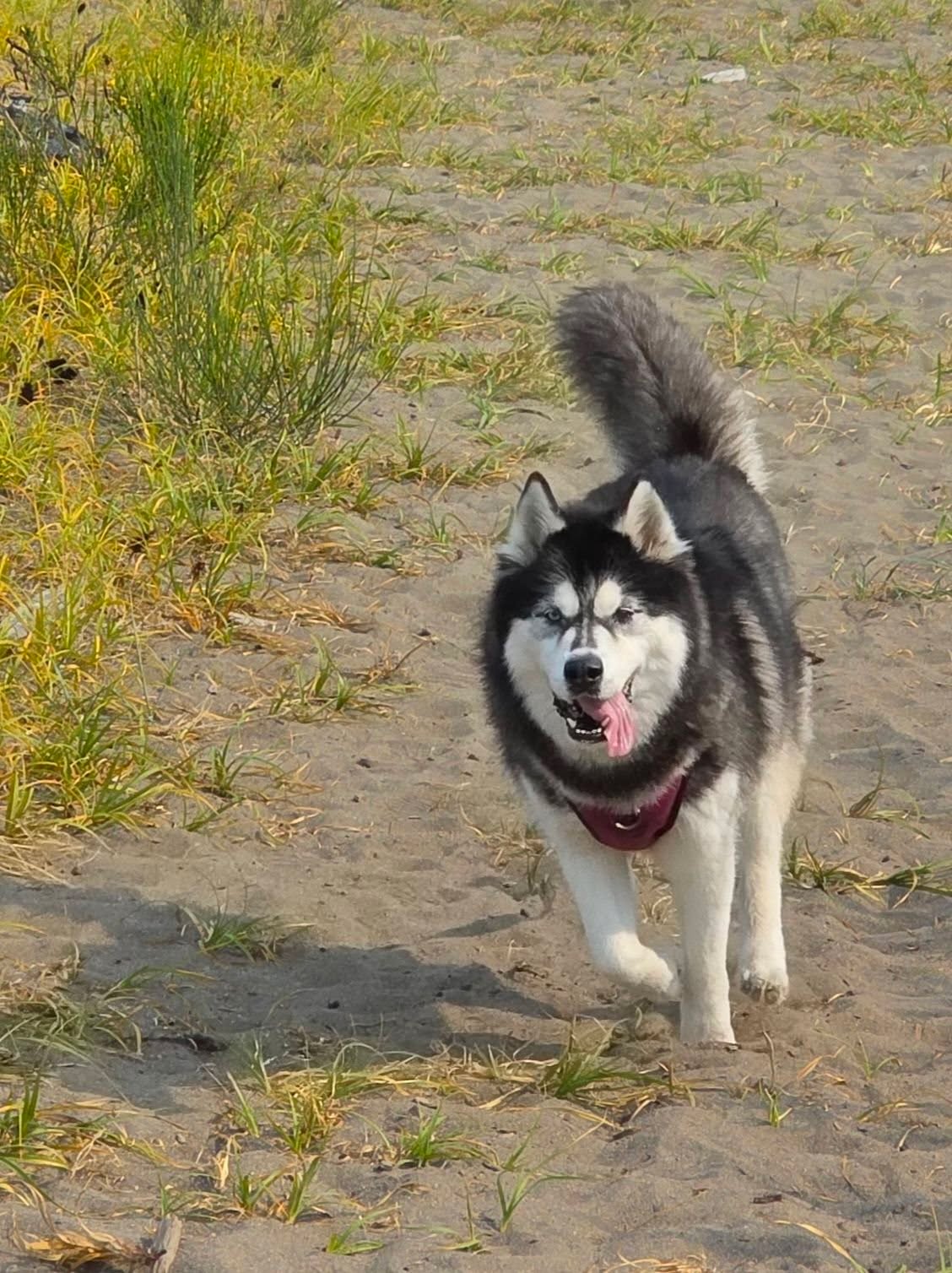 Piko with Marpole Dog Walking