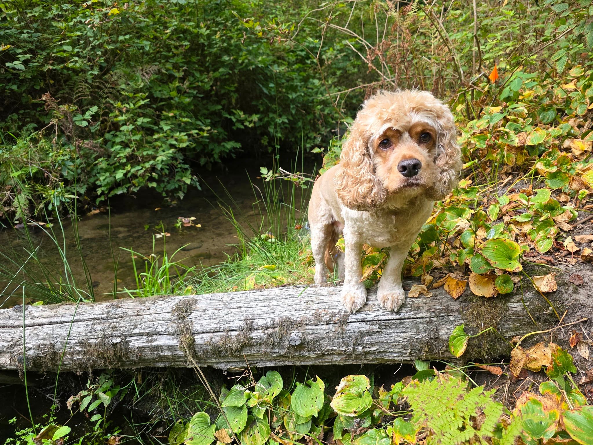 Rudy on a Marpole outing