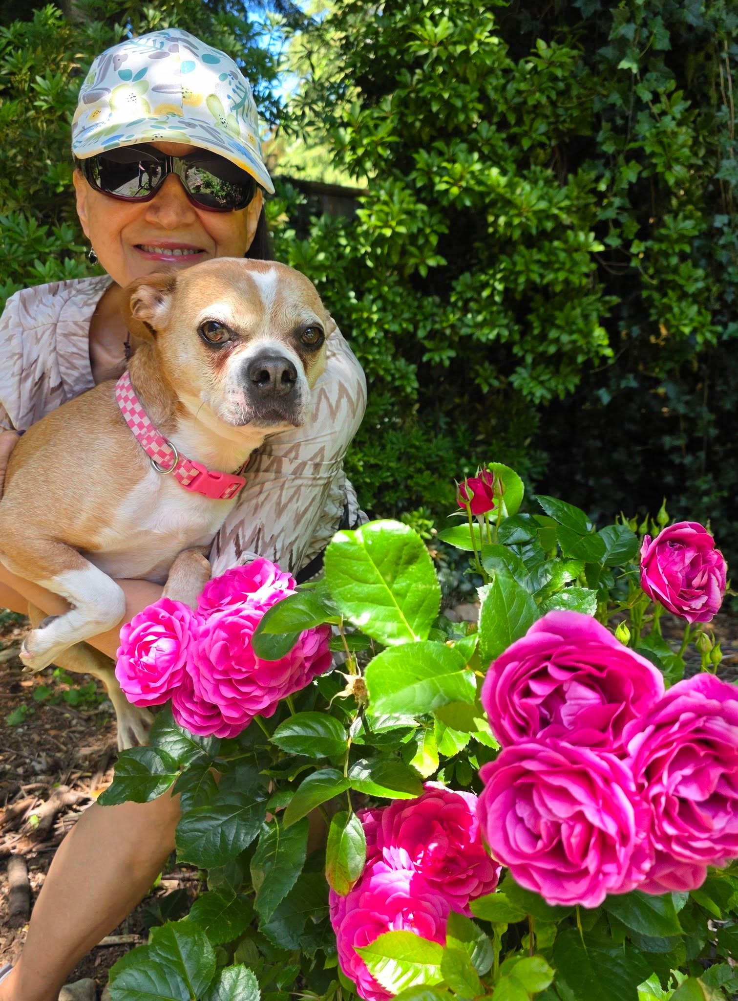 Sid with Marpole Dog Walking